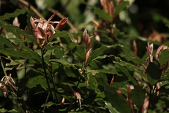 Neolitsea zeylanica