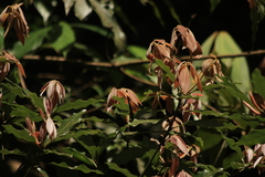 Neolitsea zeylanica