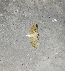 Lamprosema tampiusalis