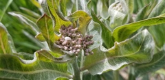 Asclepias hallii