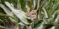 Asclepias hallii