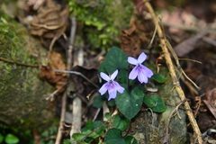 Viola formosana