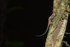 Anolis capito