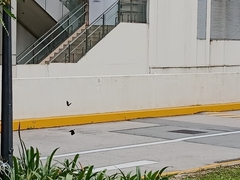 Elymnias hypermnestra