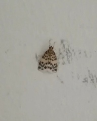 Erpis macularis