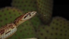 Arizona elegans
