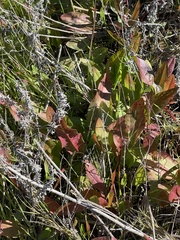 Anemopsis californica