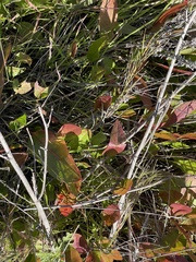 Anemopsis californica