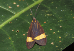 Dioptinae
