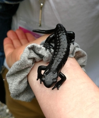 Salamandra atra