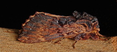 Sorama bicolor