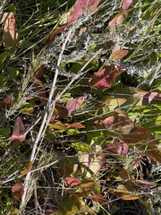 Anemopsis californica