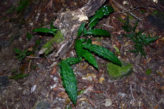 Cremastra appendiculata