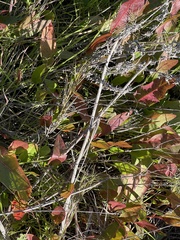 Anemopsis californica