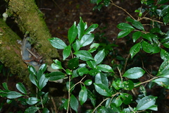 Symplocos macrostroma