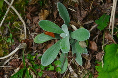 Pseudognaphalium adnatum