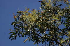 Persea macrantha