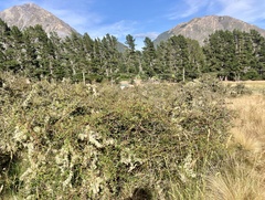 Rubus schmidelioides