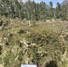 Rubus schmidelioides