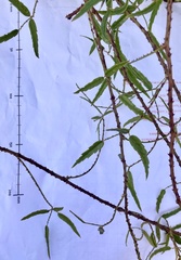 Rubus schmidelioides