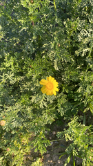 Glebionis coronaria