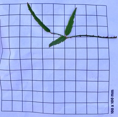 Rubus schmidelioides