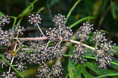 Fatsia polycarpa