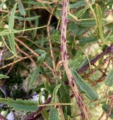 Rubus schmidelioides