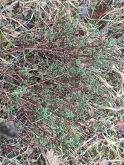 Helianthemum