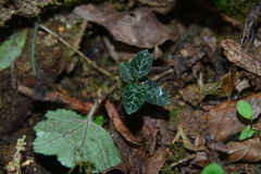 Goodyera biflora