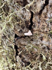 Pseudohydnum gelatinosum