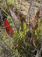 Anemopsis californica