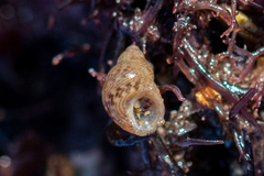 Tricolia pullus