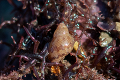 Tricolia pullus
