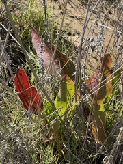 Anemopsis californica
