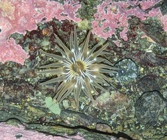 Aulactinia incubans