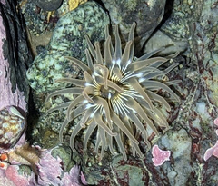 Aulactinia incubans