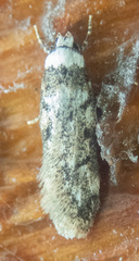 Endrosis sarcitrella