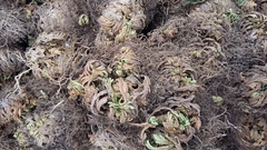 Selaginella lepidophylla