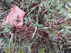 Plantago sempervirens