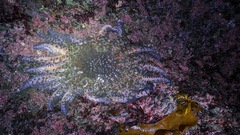 Pycnopodia helianthoides