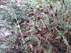 Plantago sempervirens