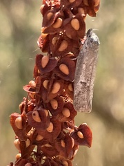 Athetis tenuis