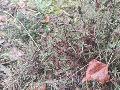 Plantago sempervirens