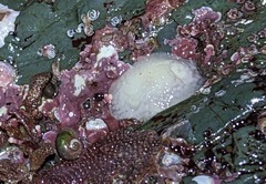 Onchidoris muricata