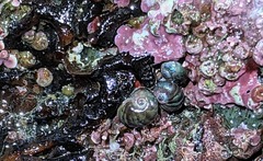 Margarites helicinus