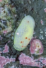 Acanthodoris nanaimoensis