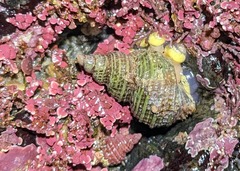 Trichotropis cancellata