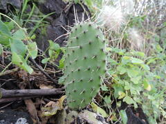 Opuntia hyptiacantha