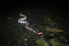 Deinagkistrodon acutus